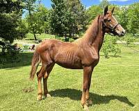 black-chestnut-filly-for-sale