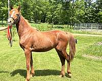 black-chestnut-morgan-horse