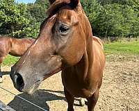 thoroughbred-horse