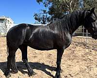 black-western-riding-horse