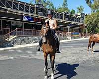 equitation-warmblood-horse