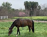 natural-horsemanship-training-warmblood-horse