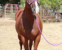 beautiful-gelding-quarter-pony