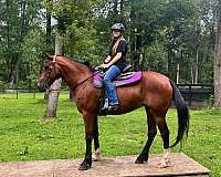 back-belgian-horse