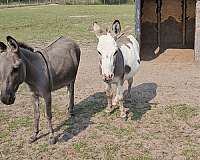 together-donkey