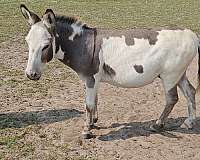 mini-donkey-gelding