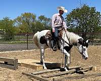 easy-gelding-half-arabian-horse