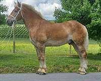 shows-belgian-horse