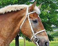 thick-belgian-horse