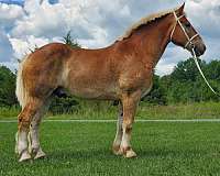 flashy-belgian-horse