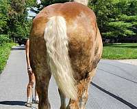 gelding-belgian-horse