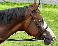 equitation-quarter-horse