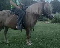 perfect-kids-pony-riding-pony-gelding