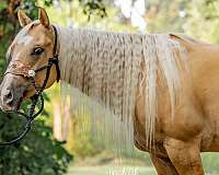natural-horseman-mare