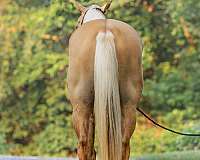 natural-horseman