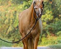 palomino-blaze-horse