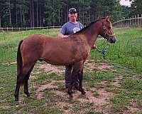 pony-prospect-colt