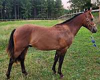 dun-quarter-pony-colt