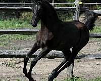 black-gelding-arabian-horse