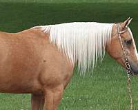reining-palomino-horse