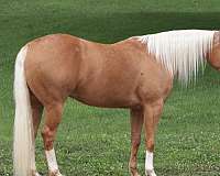 show-palomino-horse