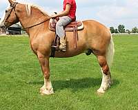 anyone-can-drive-belgian-horse