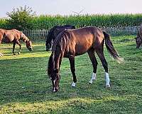 judge-arabian-horse