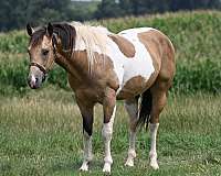 trail-riding-paint-horse