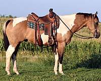 western-dressage-paint-horse