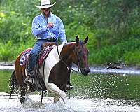 ranch-paint-horse