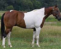 trail-riding-paint-horse