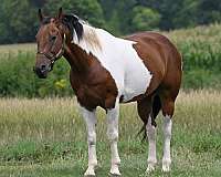 tri-color-paint-horse