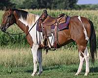 trail-class-competition-paint-horse