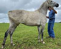 good-disposition-arabian-horse