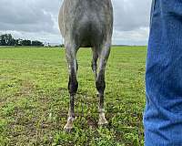 broodmare-arabian-horse