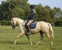 hunt-seat-equitation-palomino-pony
