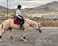 hunter-under-saddle-palomino-pony