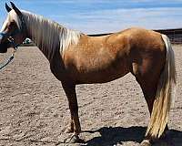 registration-morgan-horse
