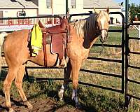 arabian-mare-for-sale-half-horse