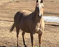 arabian-trail-horse-half