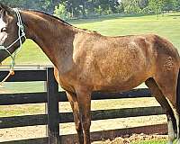 smooth-gaited-horse-tennessee-walking