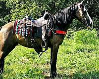 black-roan-horse-mare