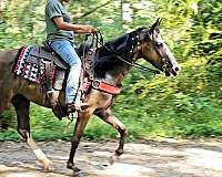 black-roan-mare-tennessee-walking-horse