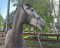 grey-double-registered-started-under-saddle-horse
