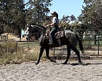 double-registered-started-under-saddle