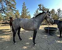 andalusian-mare-horse
