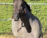 stallion-mare