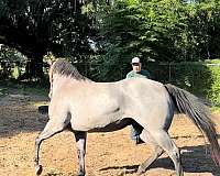 stallion-foal