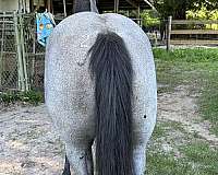 stallion-horse