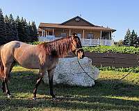 roan-quarter-horse-filly
